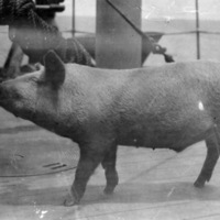 Pig On Board USS Connecticut