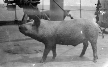 Pig On Board USS Connecticut