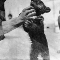 Bear Cub, USS Missouri