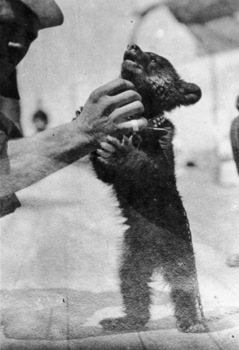 Bear Cub, USS Missouri