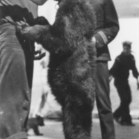 A Pet Bear On Board USS Connecticut