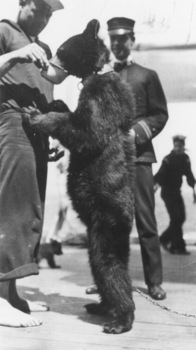 A Pet Bear On Board USS Connecticut